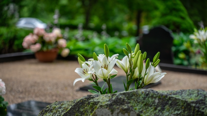 foto ar lilliju kapos 