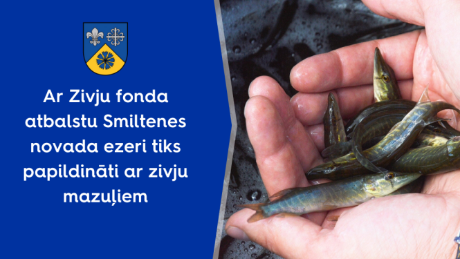 zivis