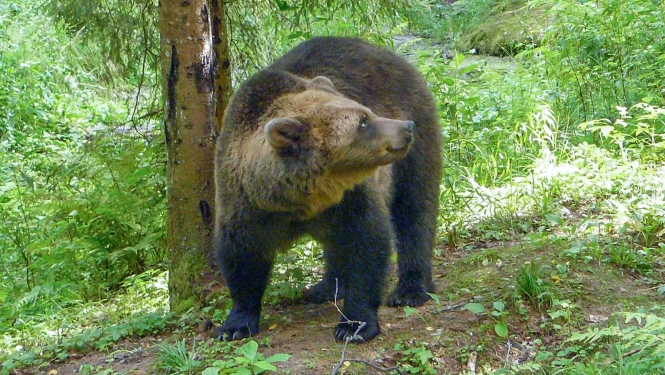 foto ar brūno lāci