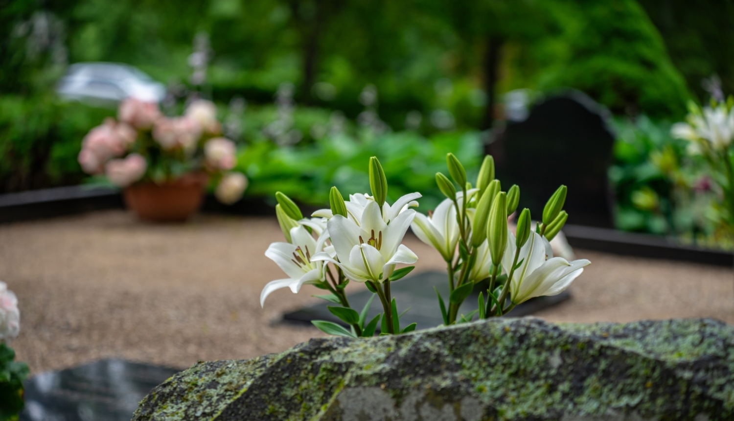 foto ar lilliju kapos 