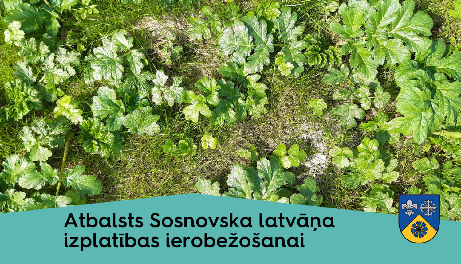 foto ar sosnovska latvāņiem