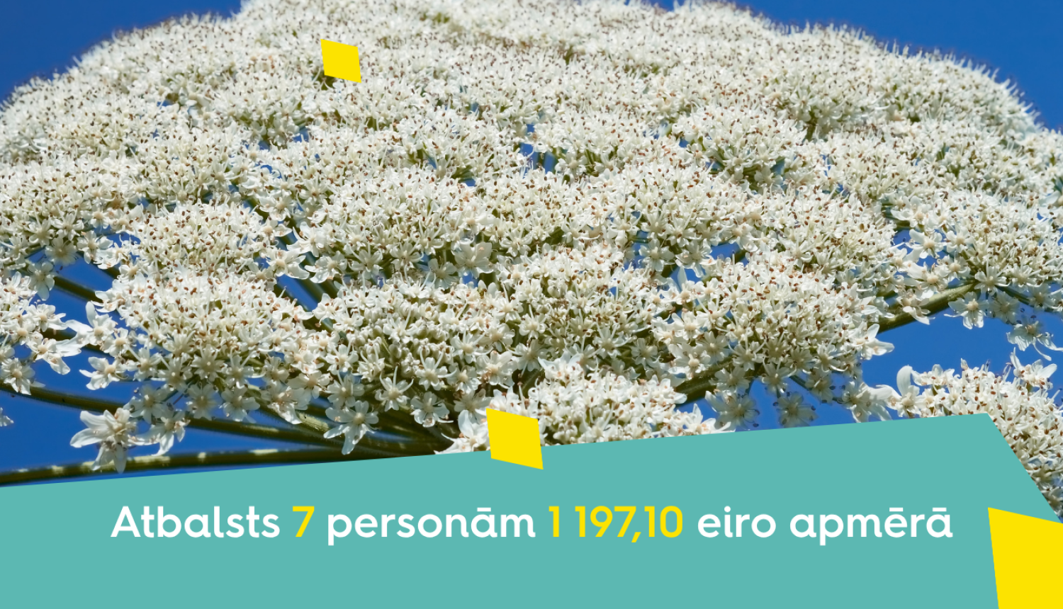 Atbalsts latvāņu apkarošanai Smiltenes novadā