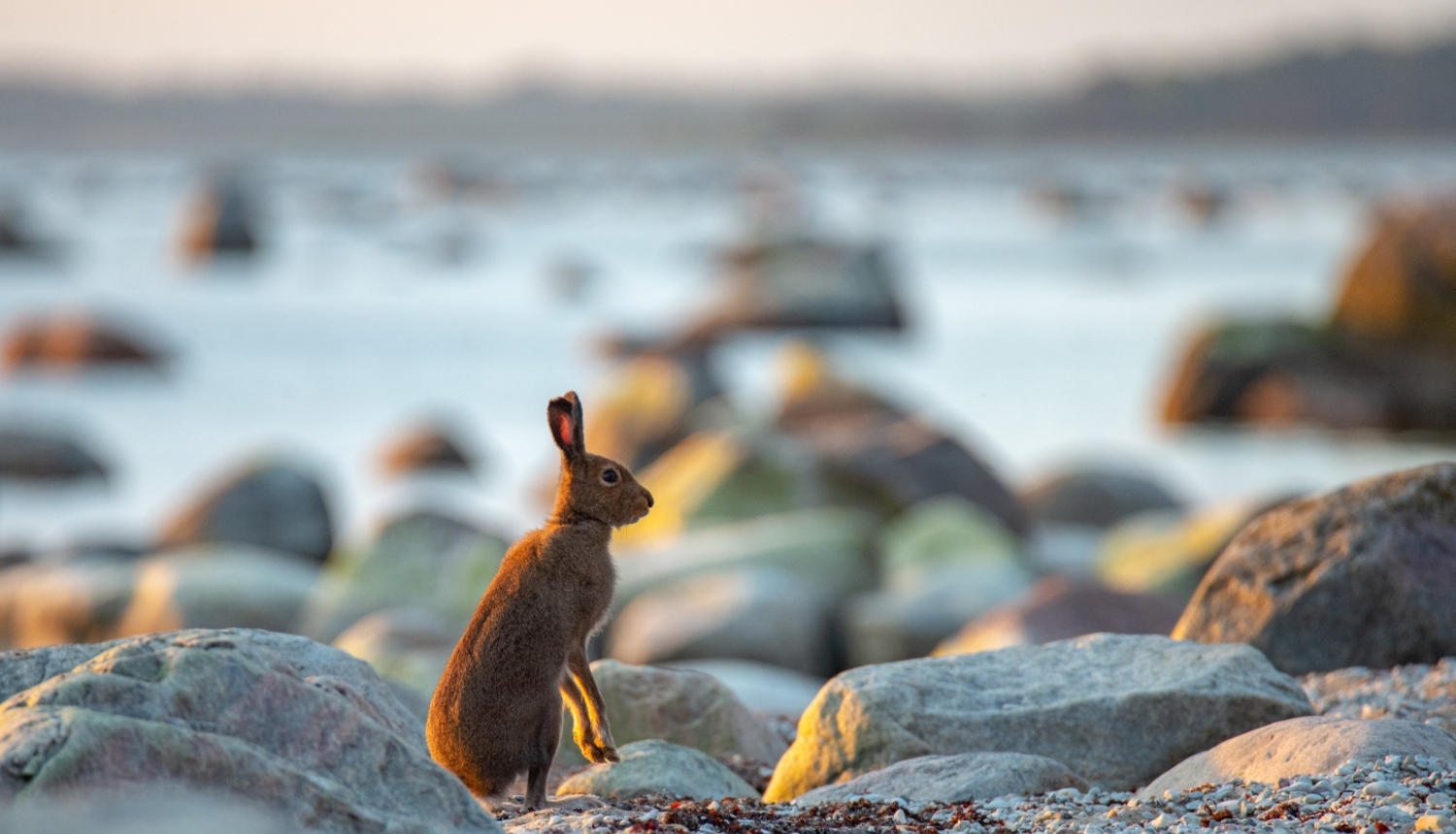 taubes_foto_zakis