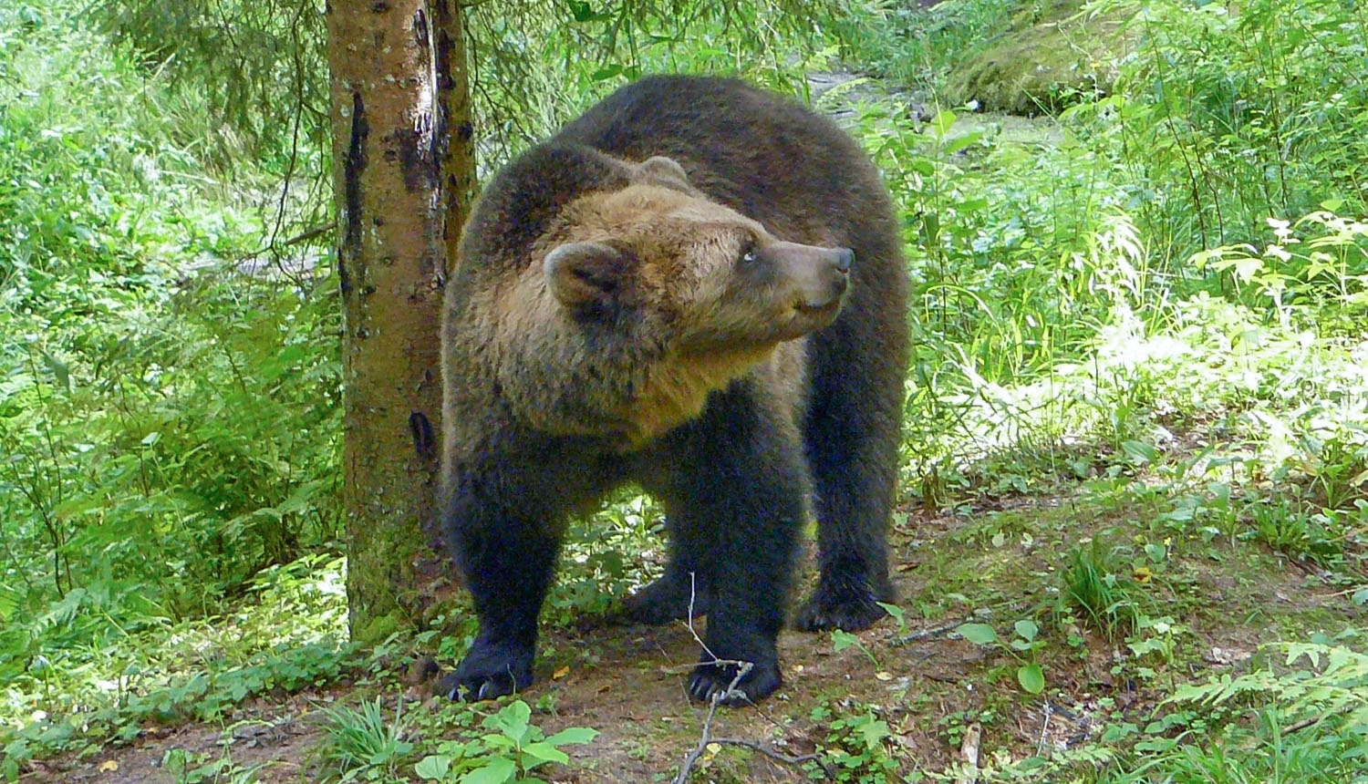 foto ar brūno lāci