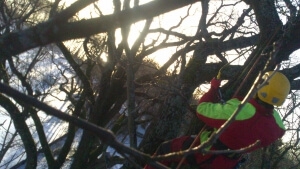 Arborista pakalpojumi