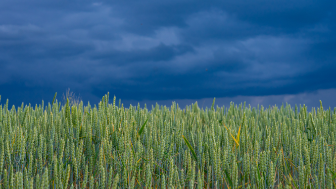rudzu lauks un negaisa tumši mākoņi