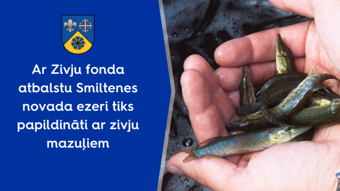 zivis