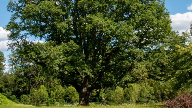 Dižozols