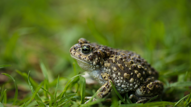 foto ar krupi zālē