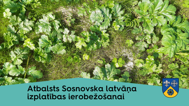 foto ar sosnovska latvāņiem