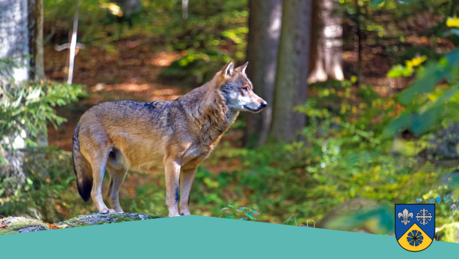 Vizuālis par ziņošanu par vilku klātbūtni Smiltenes novadā