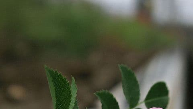 Smiltenē Komunistiskā genocīda upurus aicina pieminēt individuāli