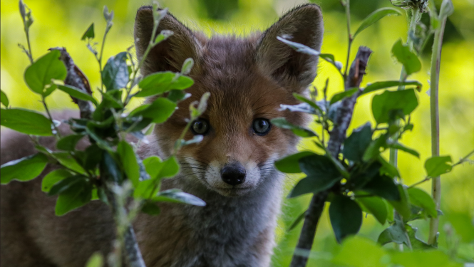 Daina_Saulisa_fotografia_lapsa