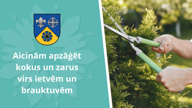 Koku_un_krumu_zagesana