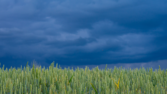 rudzu lauks un negaisa tumši mākoņi