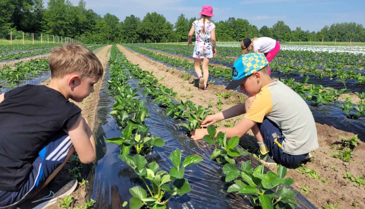 Grundzales_berni_dodas_uz_lauku_saimniecibam