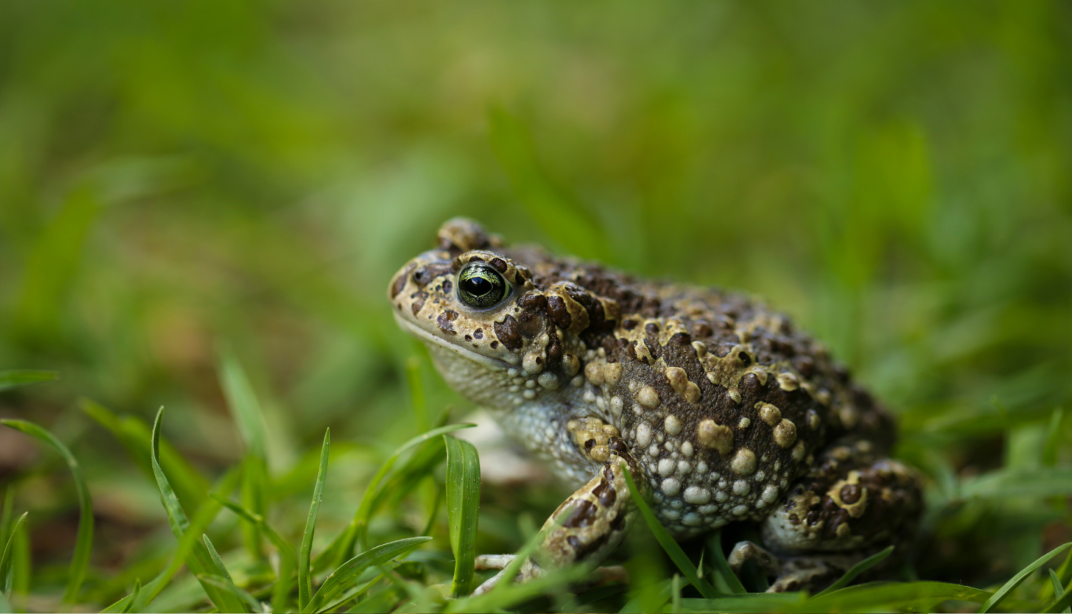 foto ar krupi zālē