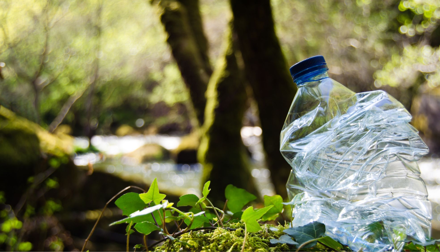 foto ar pudeli mežā