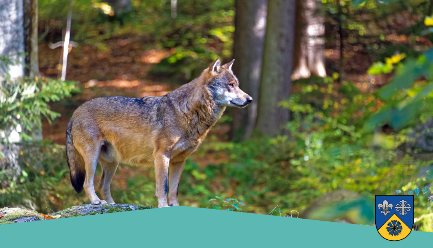 Vizuālis par ziņošanu par vilku klātbūtni Smiltenes novadā