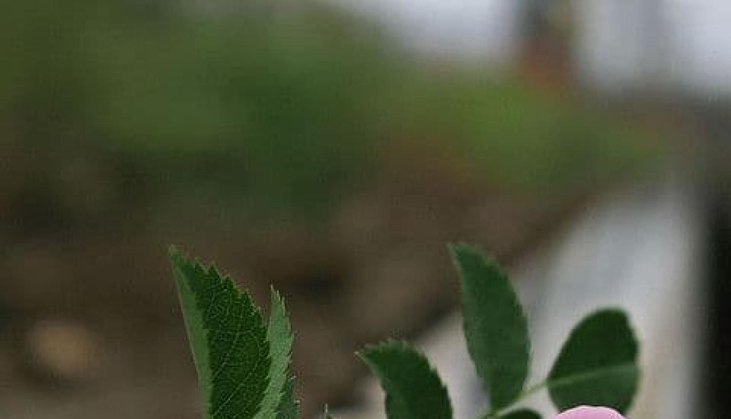 Smiltenē Komunistiskā genocīda upurus aicina pieminēt individuāli