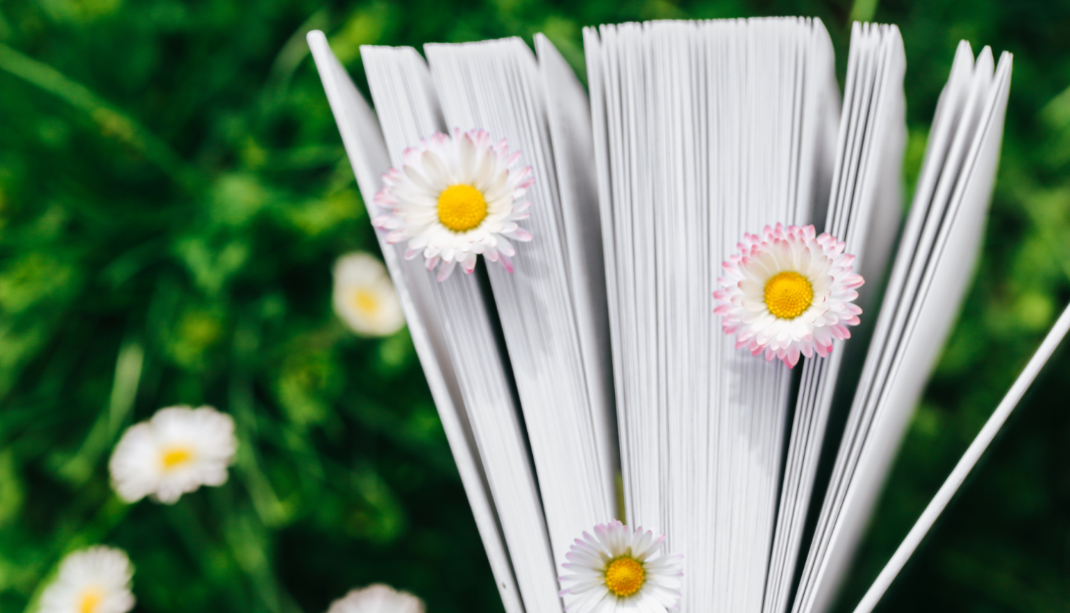 gramata_margrietinas