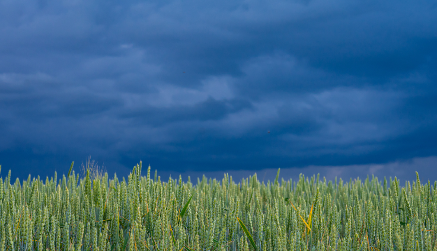 rudzu lauks un negaisa tumši mākoņi