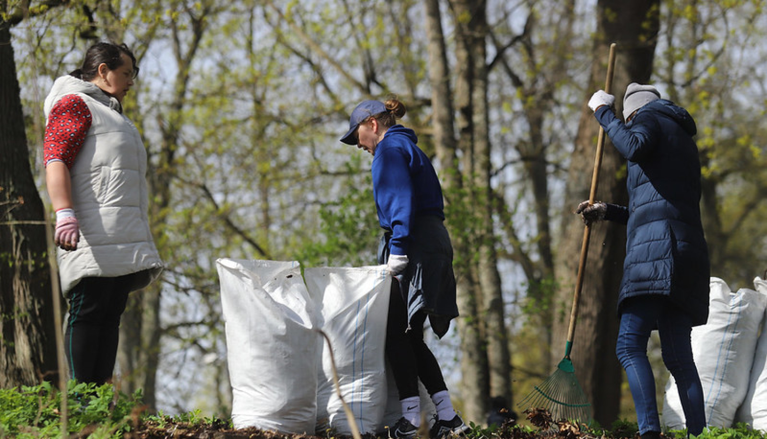 cilvēki kasa lapas, liek maisos