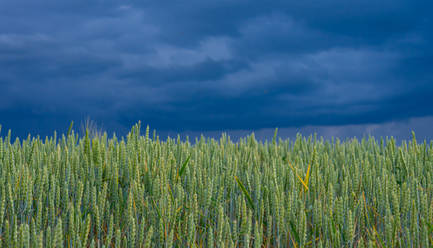 rudzu lauks un negaisa tumši mākoņi