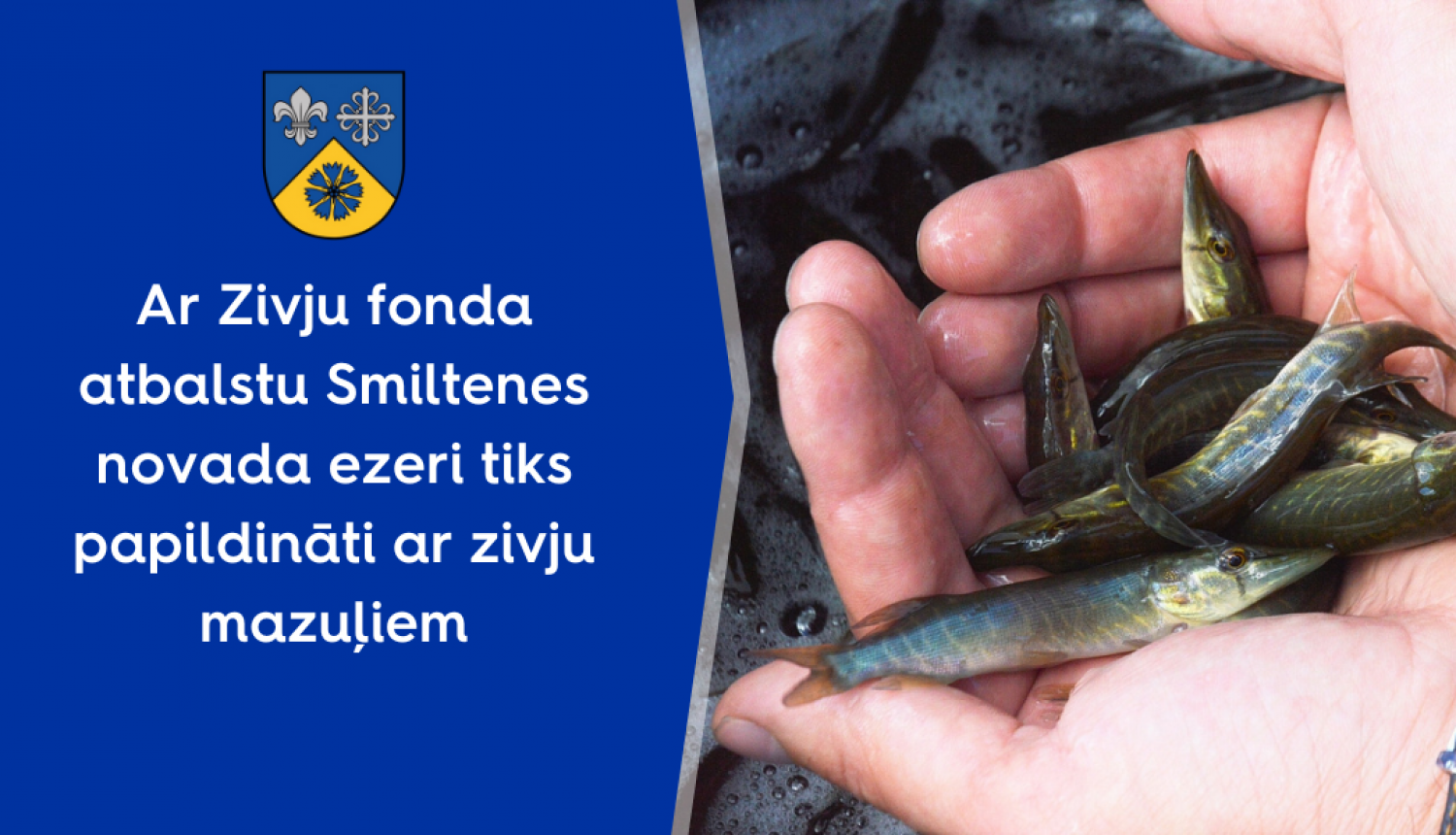 zivis